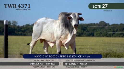 Touro Nelore P.O. TWR 4371 Imagem Touro Nelore P.O. TWR 4371