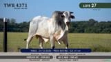 Touro Nelore P.O. TWR 4371 Imagem Touro Nelore P.O. TWR 4371