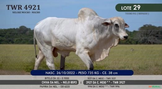Touro Nelore Mocho P.O. TWR 4921 Imagem Touro Nelore Mocho P.O. TWR 4921