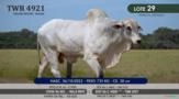 Touro Nelore Mocho P.O. TWR 4921 Imagem Touro Nelore Mocho P.O. TWR 4921