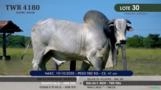 Touro Nelore P.O. TWR 4180 Imagem Touro Nelore P.O. TWR 4180