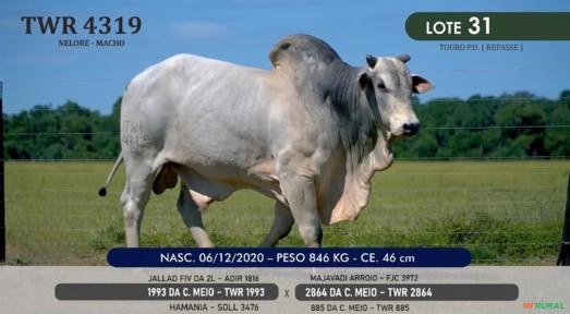 Touro Nelore P.O. TWR 4319 Imagem Touro Nelore P.O. TWR 4319