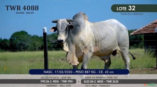 Touro Nelore P.O. TWR 4088 Imagem Touro Nelore P.O. TWR 4088