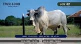 Touro Nelore P.O. TWR 4088 Imagem Touro Nelore P.O. TWR 4088