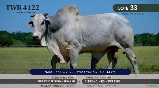 Touro Nelore P.O. TWR 4122 (Lote 33) Imagem Touro Nelore P.O. TWR 4122 (Lote 33)