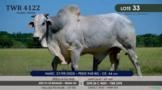 Touro Nelore P.O. TWR 4122 (Lote 33) Imagem Touro Nelore P.O. TWR 4122 (Lote 33)