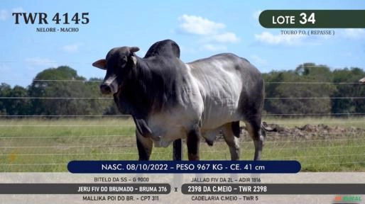Touro Nelore P.O. TWR 4145 Imagem Touro Nelore P.O. TWR 4145