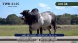 Touro Nelore P.O. TWR 4145 Imagem Touro Nelore P.O. TWR 4145