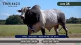 Touro Nelore P.O. TWR 4423 Imagem Touro Nelore P.O. TWR 4423