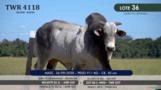 Touro Nelore P.O. TWR 4118 Imagem Touro Nelore P.O. TWR 4118
