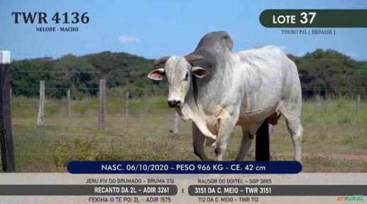 Touro Nelore P.O. TWR 4136 Imagem Touro Nelore P.O. TWR 4136
