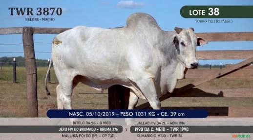Touro Nelore P.O. TWR 3870 Imagem Touro Nelore P.O. TWR 3870