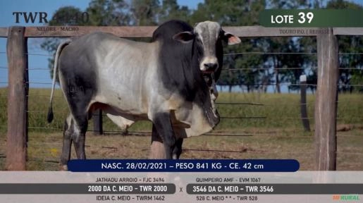 Touro Nelore P.O. TWR 4440 Imagem Touro Nelore P.O. TWR 4440