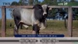 Touro Nelore P.O. TWR 4440 Imagem Touro Nelore P.O. TWR 4440