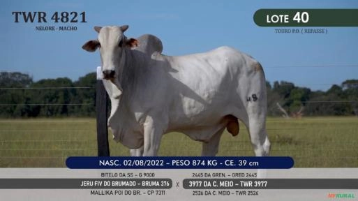 Touro Nelore P.O. TWR 4821 Imagem Touro Nelore P.O. TWR 4821