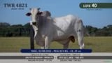 Touro Nelore P.O. TWR 4821 Imagem Touro Nelore P.O. TWR 4821