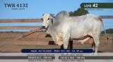 Touro Nelore P.O. TWR 4132 Imagem Touro Nelore P.O. TWR 4132