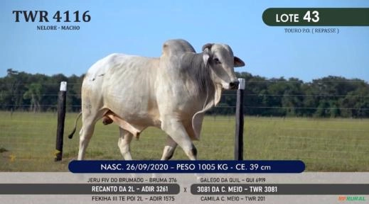 Touro Nelore P.O. TWR 4116 Imagem Touro Nelore P.O. TWR 4116
