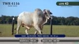 Touro Nelore P.O. TWR 4116 Imagem Touro Nelore P.O. TWR 4116