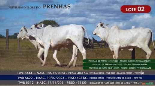 Novilhas Nelore P.O. - Lote 02 Imagem Novilhas Nelore P.O. - Lote 02
