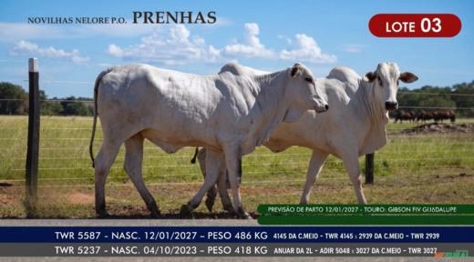 Novilhas Nelore P.O. - Lote 03 Imagem Novilhas Nelore P.O. - Lote 03