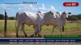 Novilhas Nelore P.O. - Lote 03 Imagem Novilhas Nelore P.O. - Lote 03