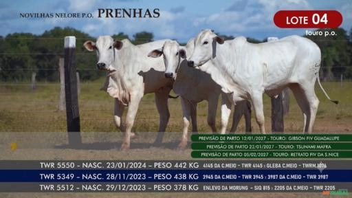 Novilhas Nelore P.O. - Lote 04 Imagem Novilhas Nelore P.O. - Lote 04