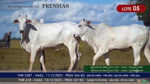 Novilhas Nelore P.O. - Lote 05 Imagem Novilhas Nelore P.O. - Lote 05