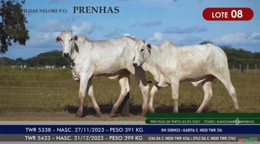 Novilhas Nelore P.O. - Lote 08 Imagem Novilhas Nelore P.O. - Lote 08