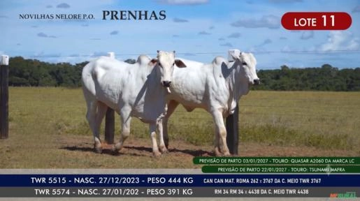 Novilhas Nelore P.O. - Lote 11 Imagem Novilhas Nelore P.O. - Lote 11