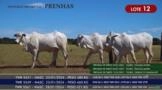 Novilhas Nelore P.O. - Lote 12 Imagem Novilhas Nelore P.O. - Lote 12