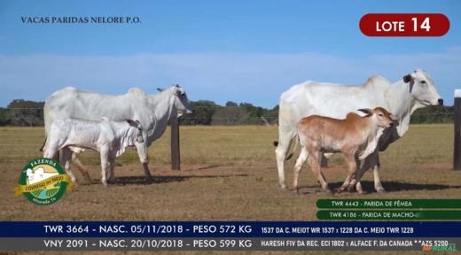 Vacas Paridas Nelore P.O. - Lote 14 Imagem Vacas Paridas Nelore P.O. - Lote 14