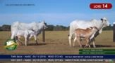 Vacas Paridas Nelore P.O. - Lote 14 Imagem Vacas Paridas Nelore P.O. - Lote 14