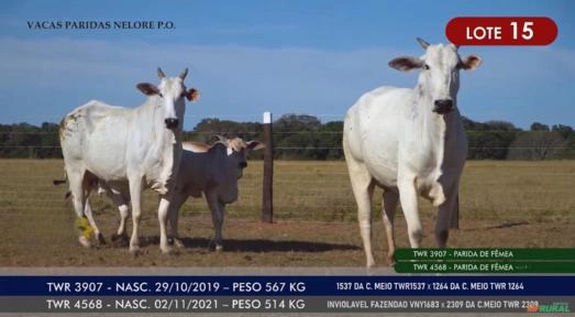 Vacas Paridas Nelore P.O. - Lote 15 Imagem Vacas Paridas Nelore P.O. - Lote 15
