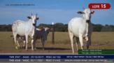 Vacas Paridas Nelore P.O. - Lote 15 Imagem Vacas Paridas Nelore P.O. - Lote 15