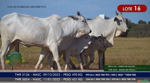 Vacas Paridas Nelore P.O. - Lote 16 Imagem Vacas Paridas Nelore P.O. - Lote 16