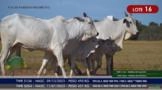 Vacas Paridas Nelore P.O. - Lote 16 Imagem Vacas Paridas Nelore P.O. - Lote 16