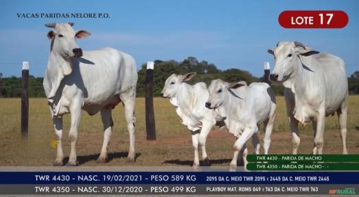 Vacas Paridas Nelore P.O. - Lote 17 Imagem Vacas Paridas Nelore P.O. - Lote 17