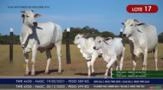 Vacas Paridas Nelore P.O. - Lote 17 Imagem Vacas Paridas Nelore P.O. - Lote 17