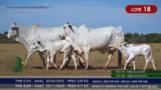 Vacas Paridas Nelore P.O. - Lote 18 Imagem Vacas Paridas Nelore P.O. - Lote 18