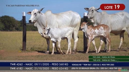 Vacas Paridas Nelore P.O. - Lote 19 Imagem Vacas Paridas Nelore P.O. - Lote 19