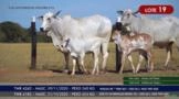 Vacas Paridas Nelore P.O. - Lote 19 Imagem Vacas Paridas Nelore P.O. - Lote 19