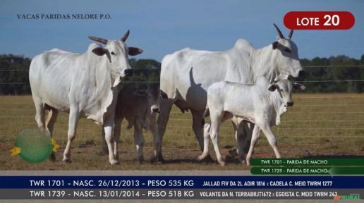 Vacas Paridas Nelore P.O. - Lote 20 Imagem Vacas Paridas Nelore P.O. - Lote 20