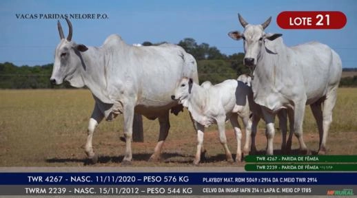 Vacas Paridas Nelore P.O. - Lote 21 Imagem Vacas Paridas Nelore P.O. - Lote 21