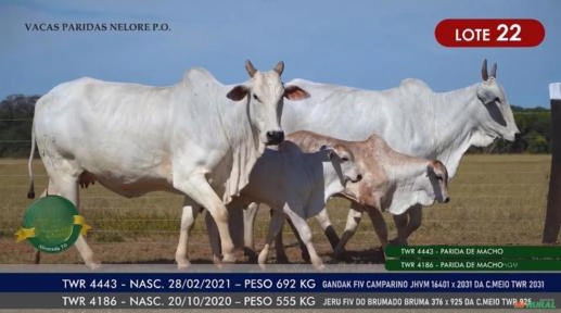Vacas Paridas Nelore P.O. - Lote 22 Imagem Vacas Paridas Nelore P.O. - Lote 22