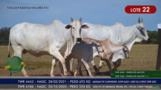 Vacas Paridas Nelore P.O. - Lote 22 Imagem Vacas Paridas Nelore P.O. - Lote 22