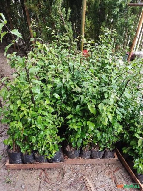 Trabalhamos com todas mudas ornamental Imagem Trabalhamos com todas mudas ornamental