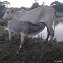 Vaca Nelore com Bezerra Femea