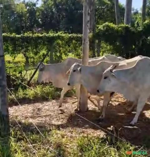 Lote de 33 vacas 12 paridas 26 prenhas IATF DE ANGUS Imagem Lote de 33 vacas 12 paridas 26 prenhas IATF DE ANGUS