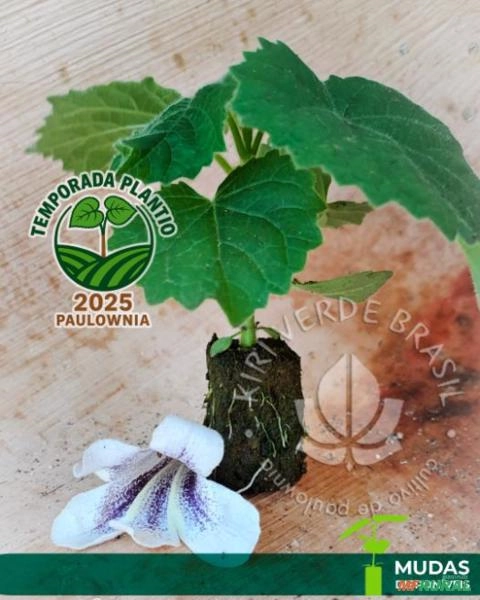 Kiri Japonês (Paulownia Elongata) Imagem Kiri Japonês (Paulownia Elongata)